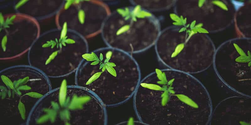 pequenos vasos com pés plantadis que fazem uma horta caseira