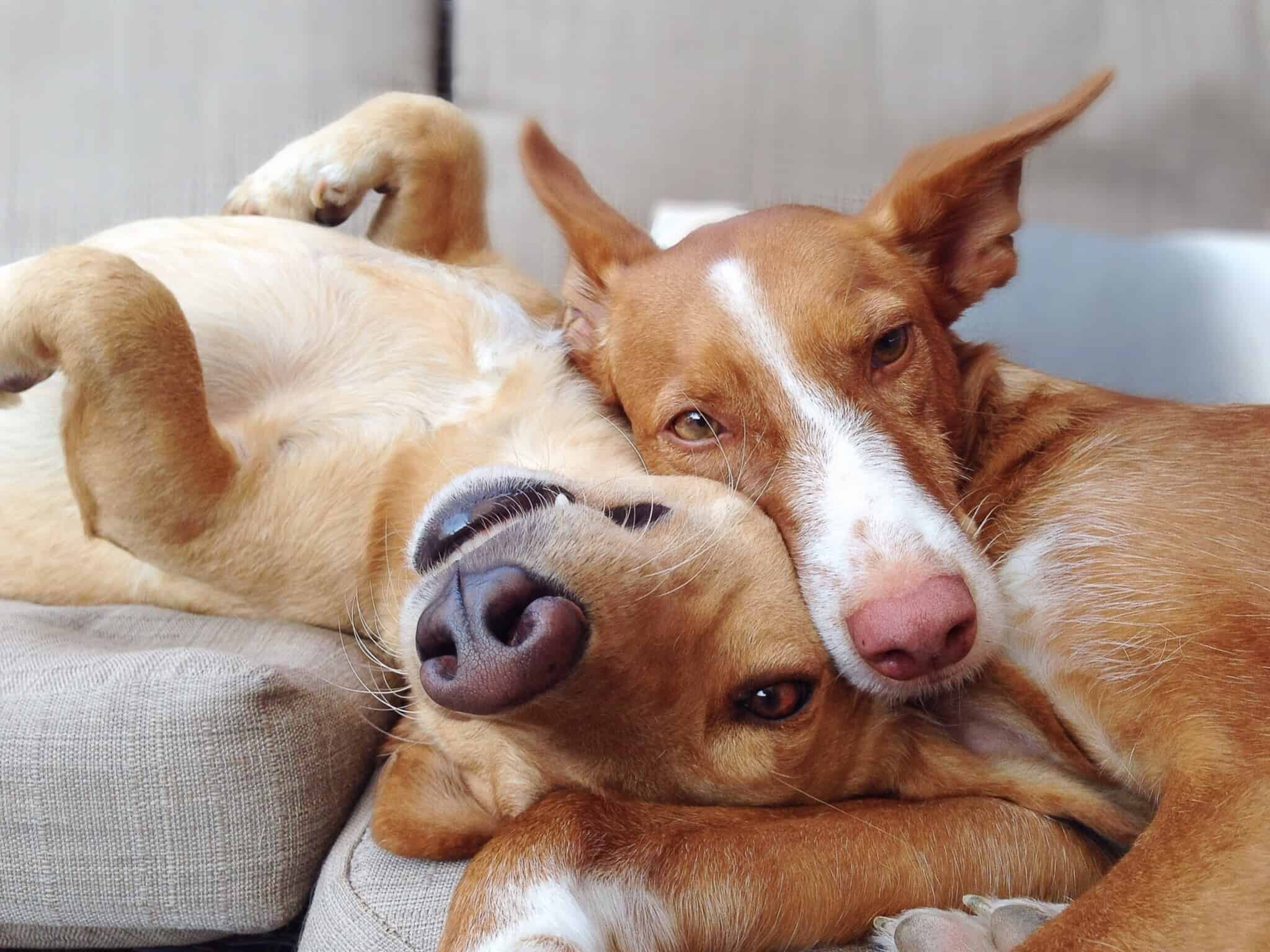dois cães deitados
