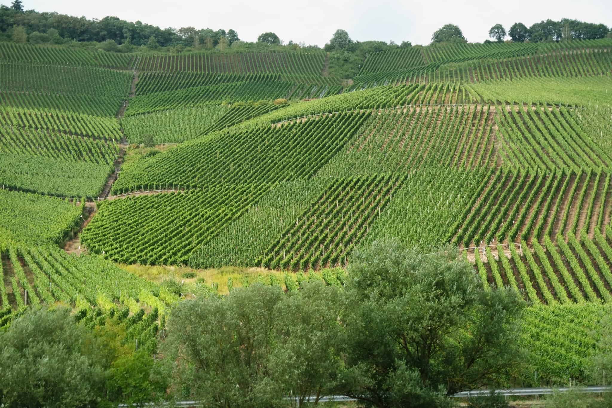 campos verdes de cultivo