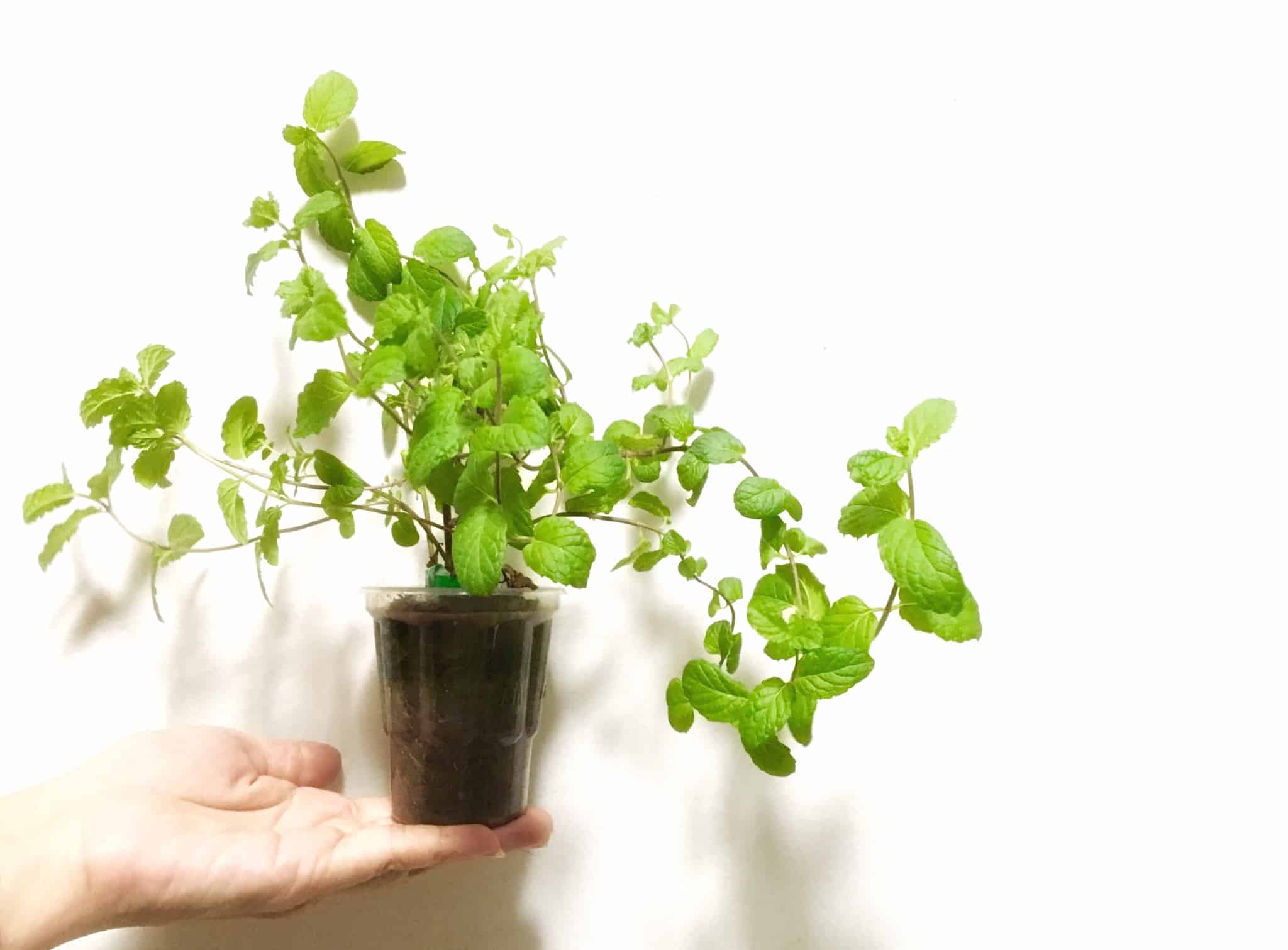 planta dentro de um copo de plástico