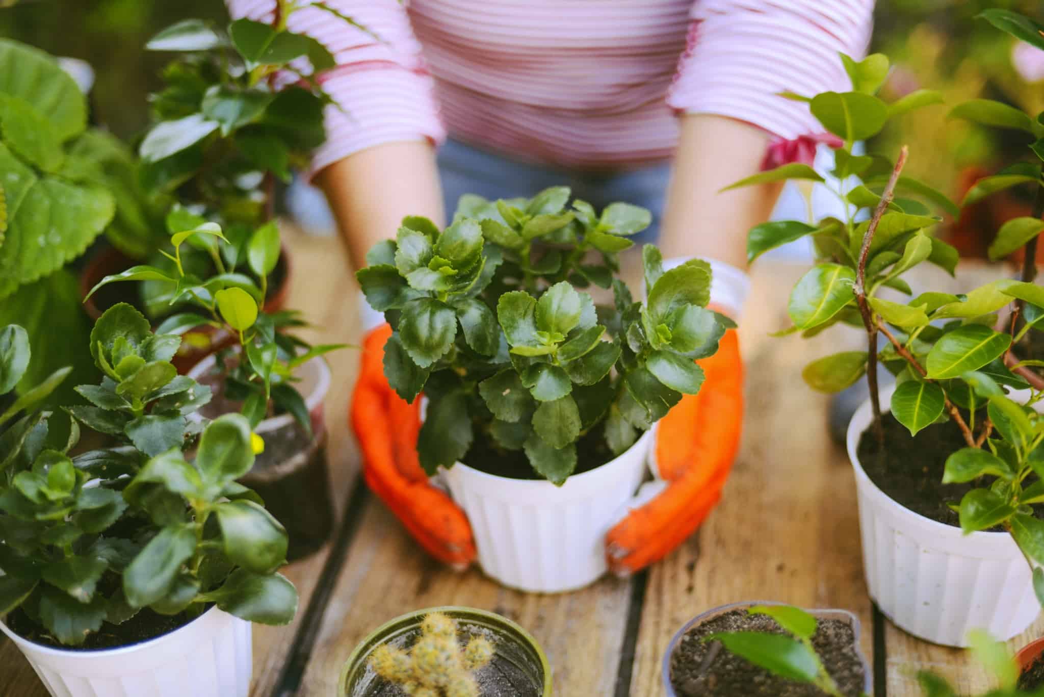 mulher a fazer jardinagem a cuidar dos vasos