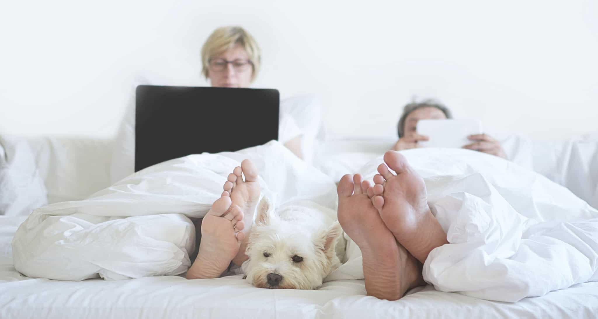 homem, mulher e cão na cama no computador