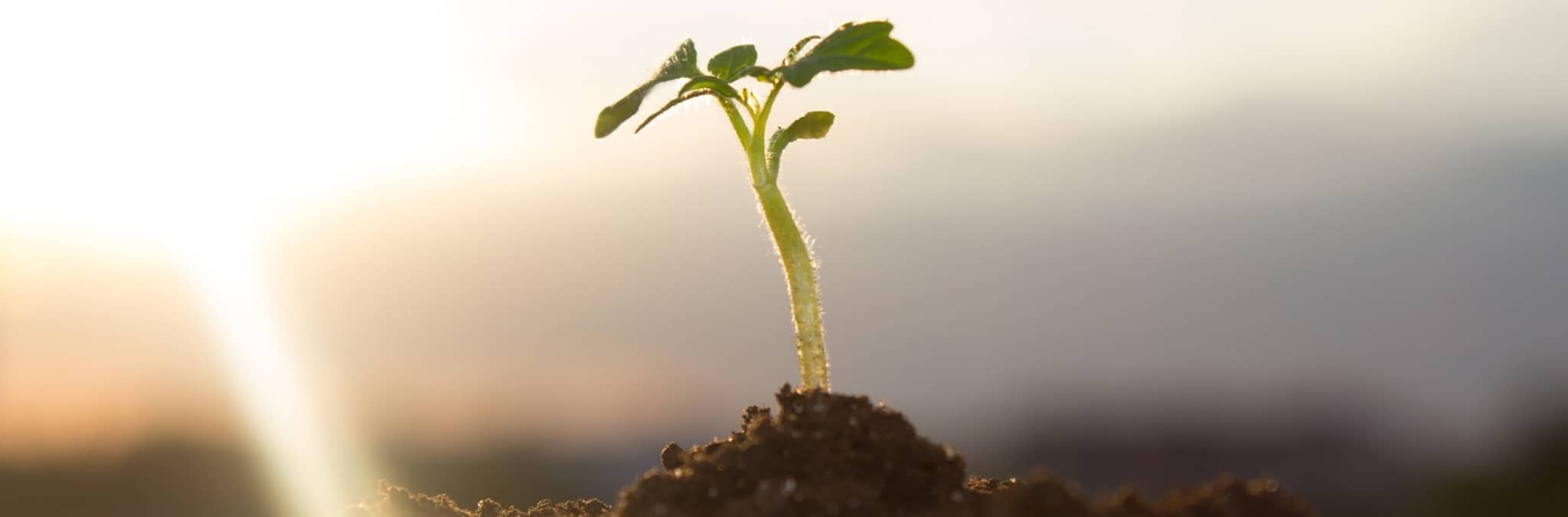 rebento de planta sobre moedas