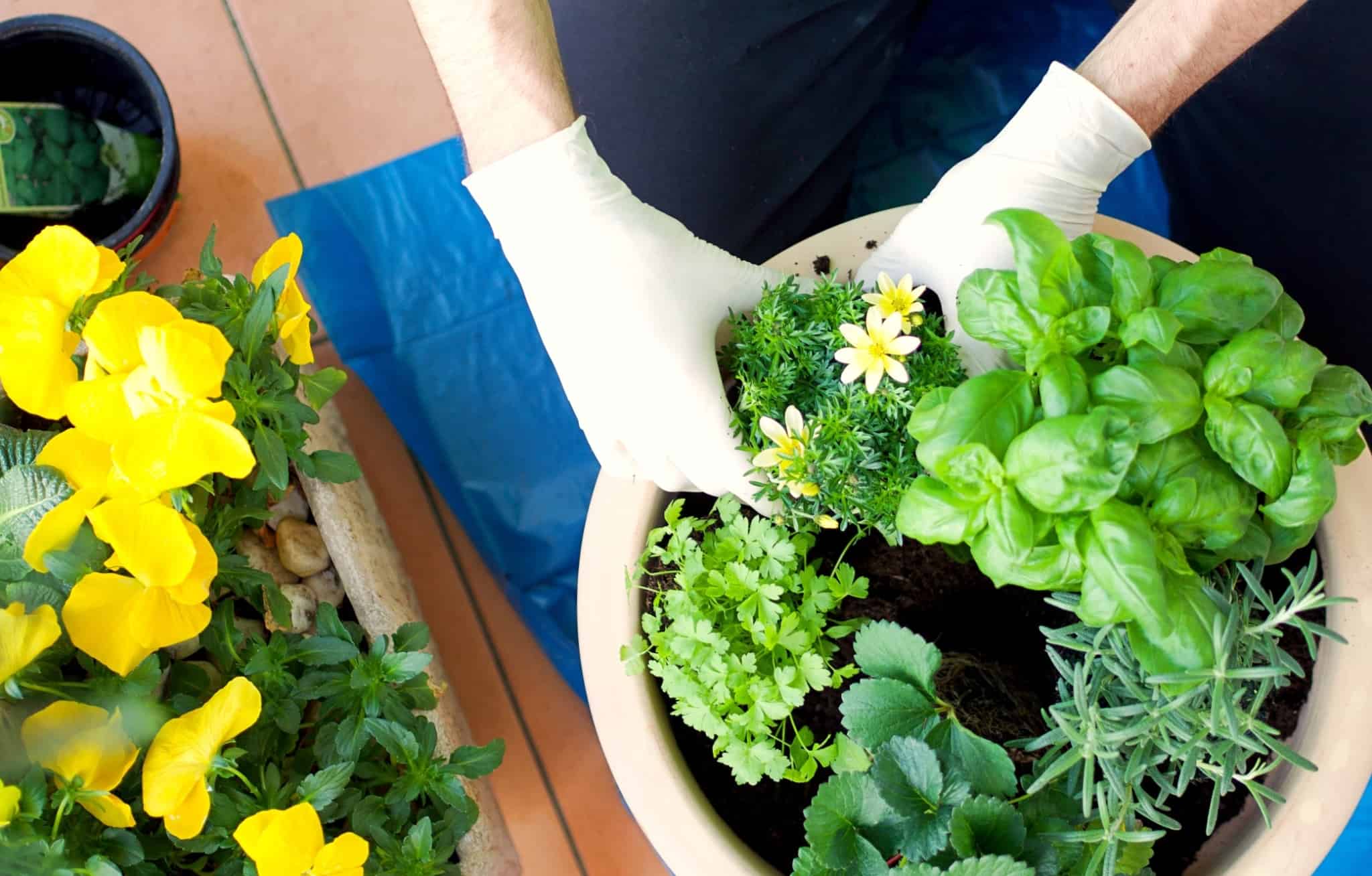 pessoa de luvas brancas a cuidar das plantas