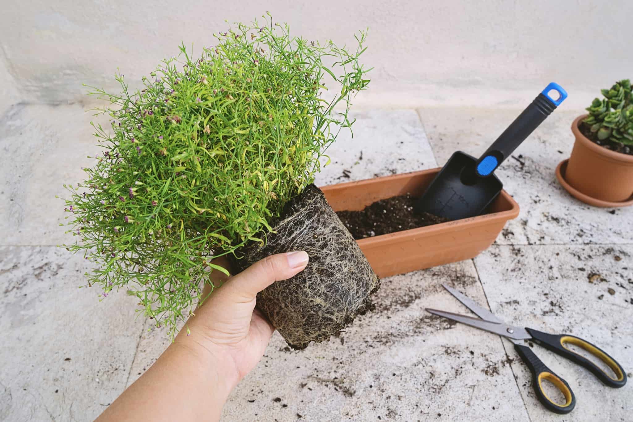 pessoa a agarrar uma planta