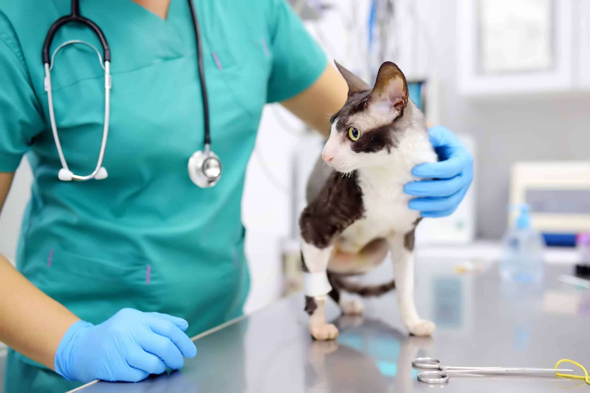 gato no veterinário