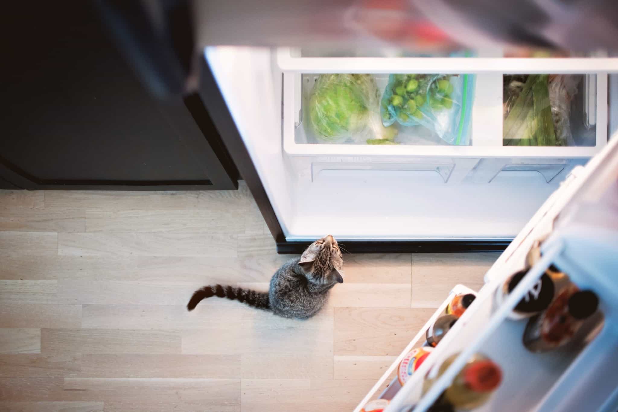 Gato em frente de um frigorífico aberto