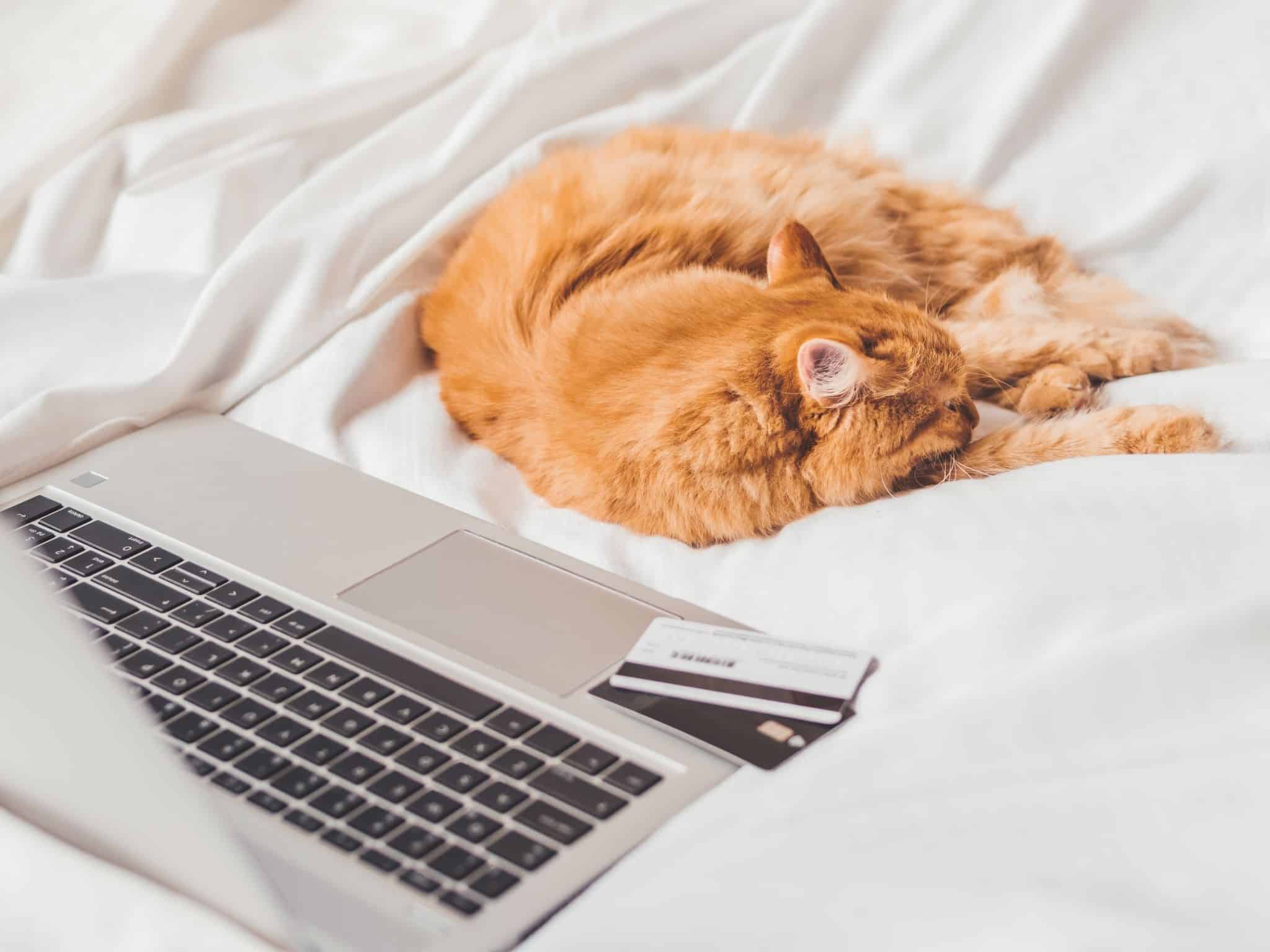 Gato a dormir na cama em frente ao portátil a evocar gestão do débito direto