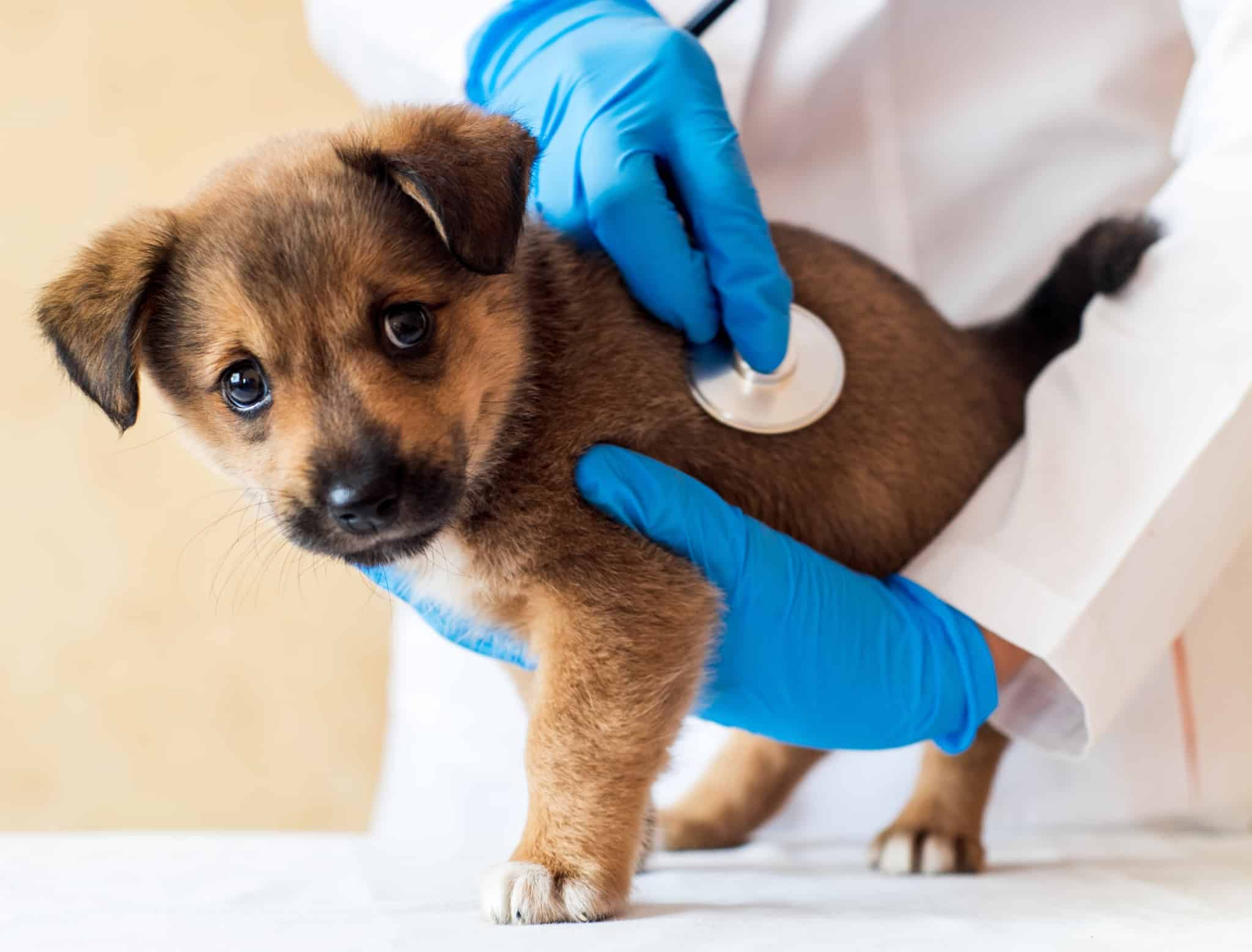 pequeno cachorro a ser oscultado por um médico veterinário