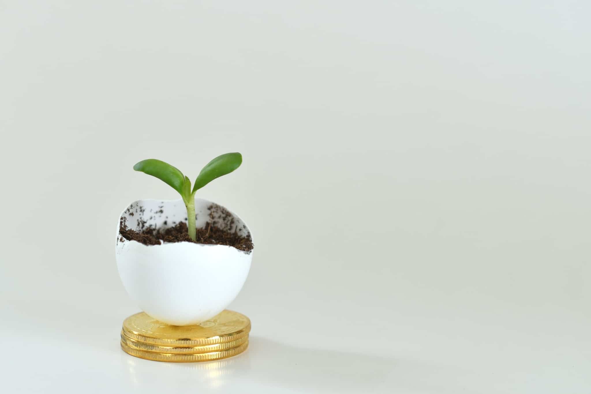 Casca de ovo aberta com terra dentro e um planta a nascer, numa metáfora sobre o retorno de investimentos em fundos