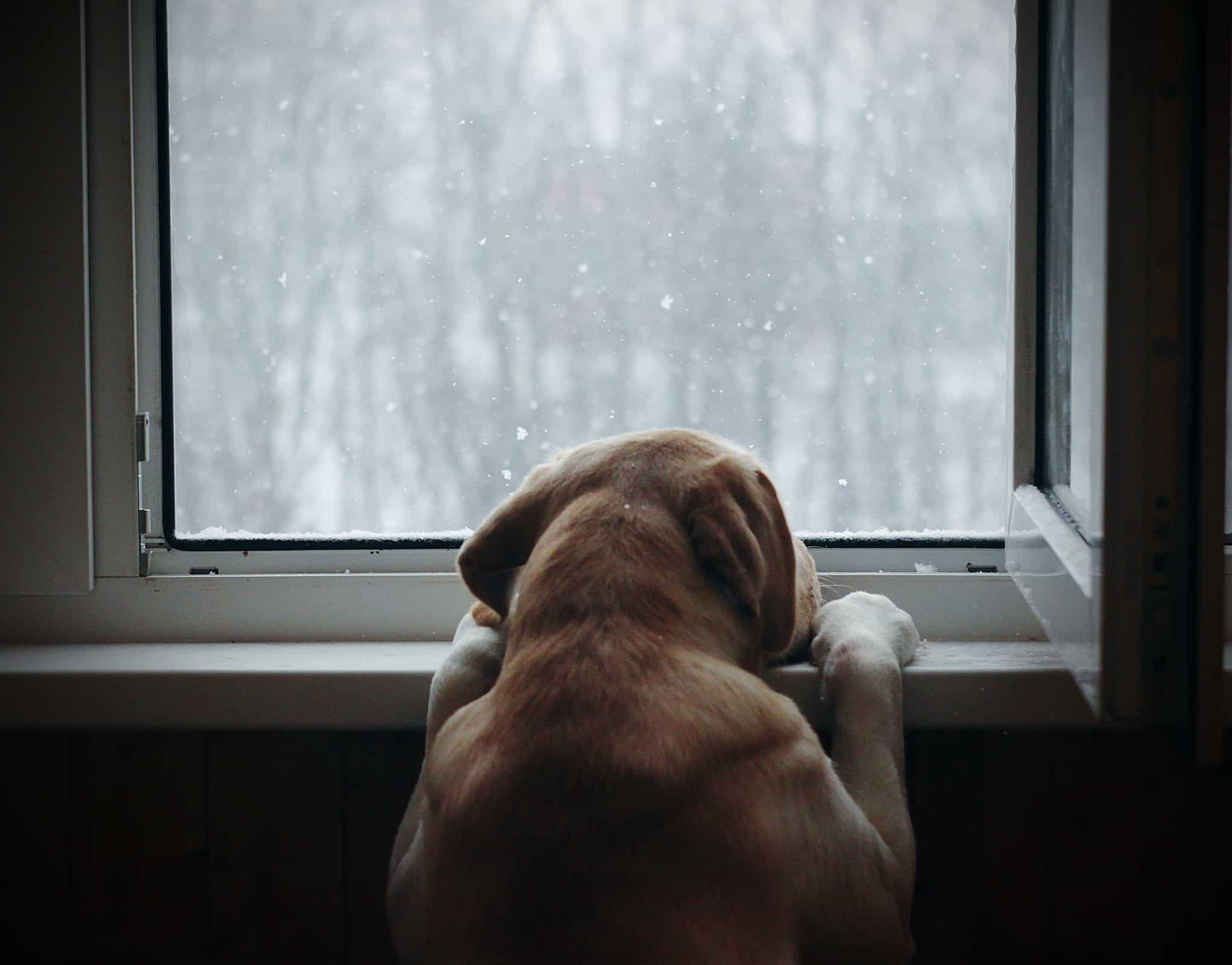 Cão espreita a uma janela eficiente, que o protege do frio e da chuva