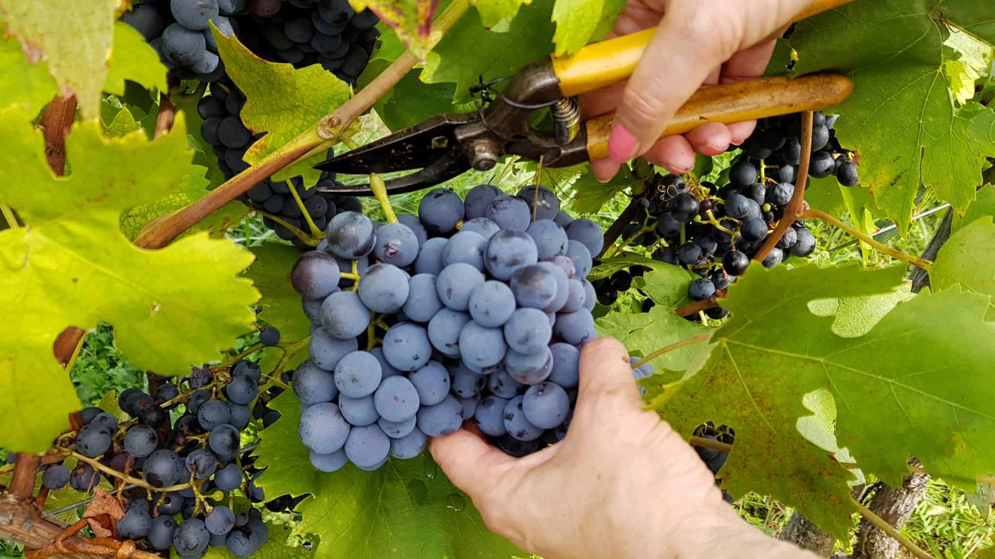 trabalho sazonal ilustrado com imagem de panahr de um cacho de uvas, em época das vindimas