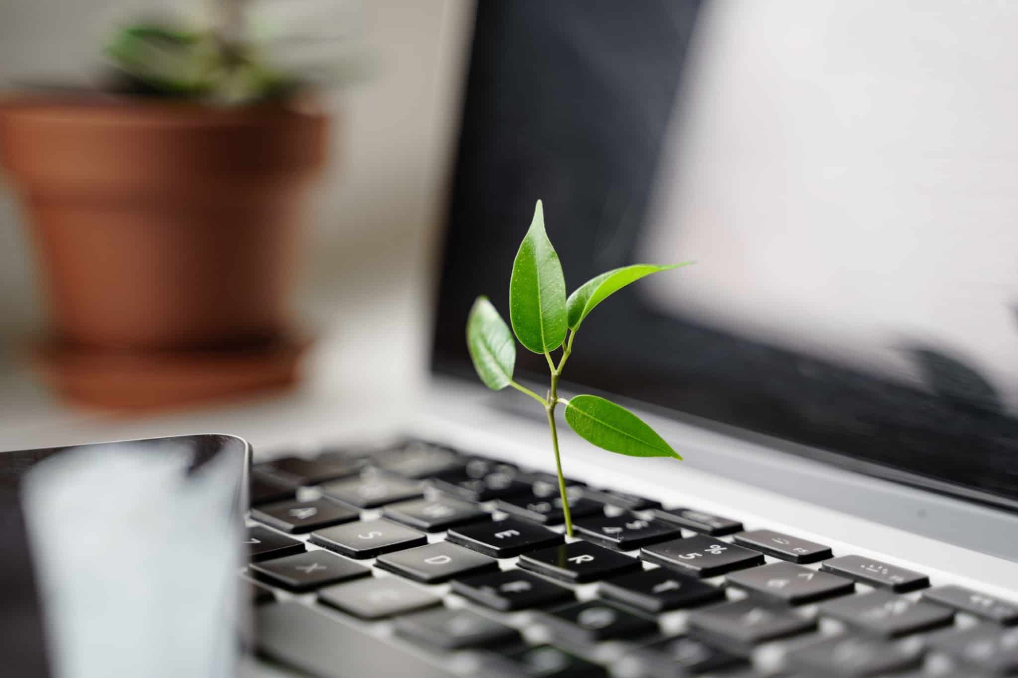 produção fotográfica que mostra apenas um pé de uma planta, bem verde, a sair de entre o teclado de um computador portátil