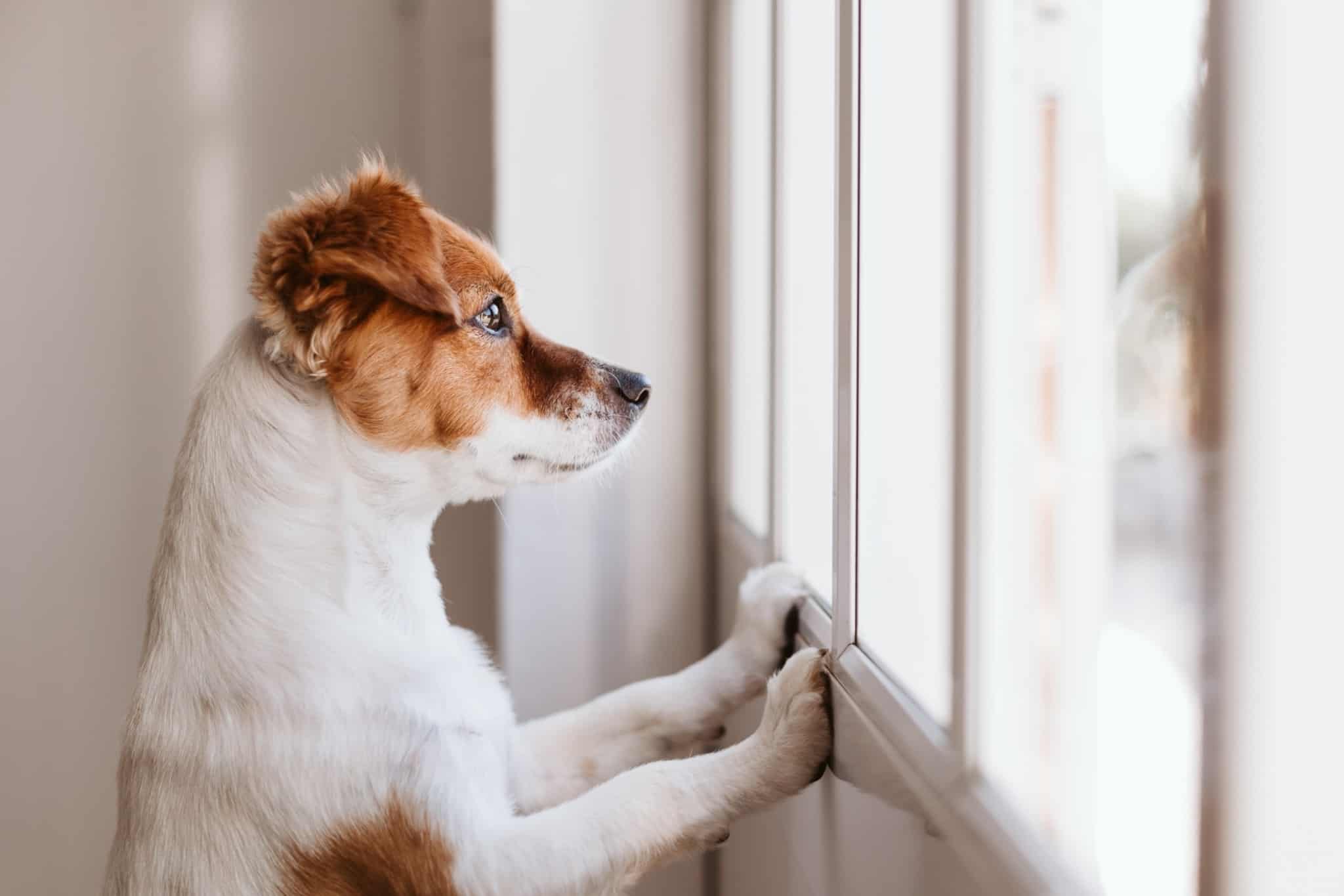 Cão empoleirado numa janela a olhar para a rua