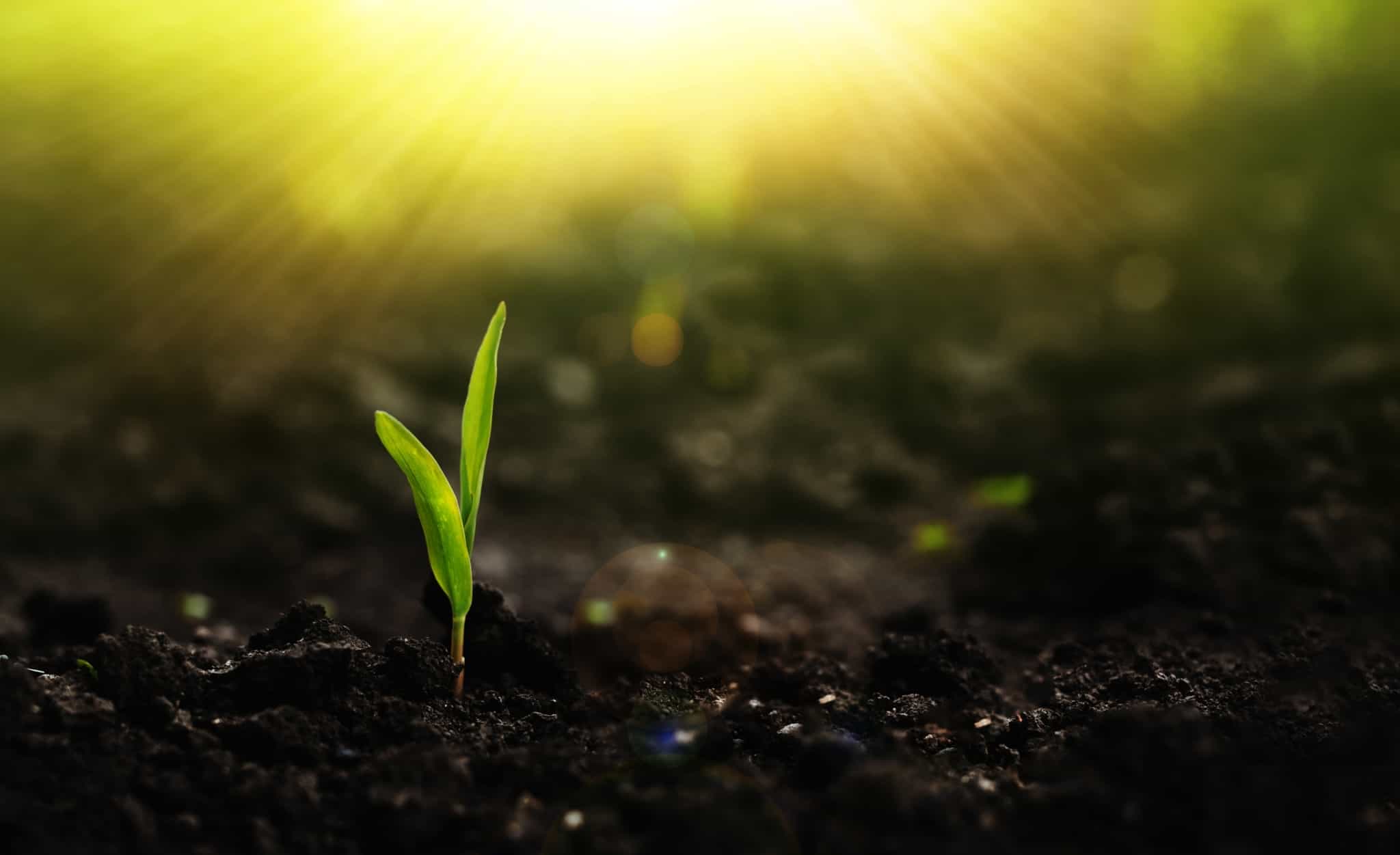 uma pequena planta brota da terra arada num fundo iluminado pelo Sol