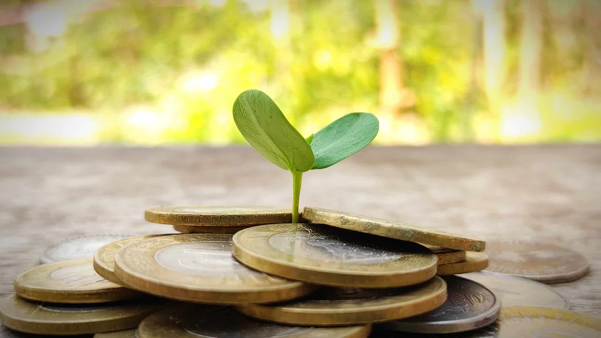 produção fotográfica com pilha de moedas de euro com um pé de uma planta a brotar entre elas ilustra um fundo da Segurança Social