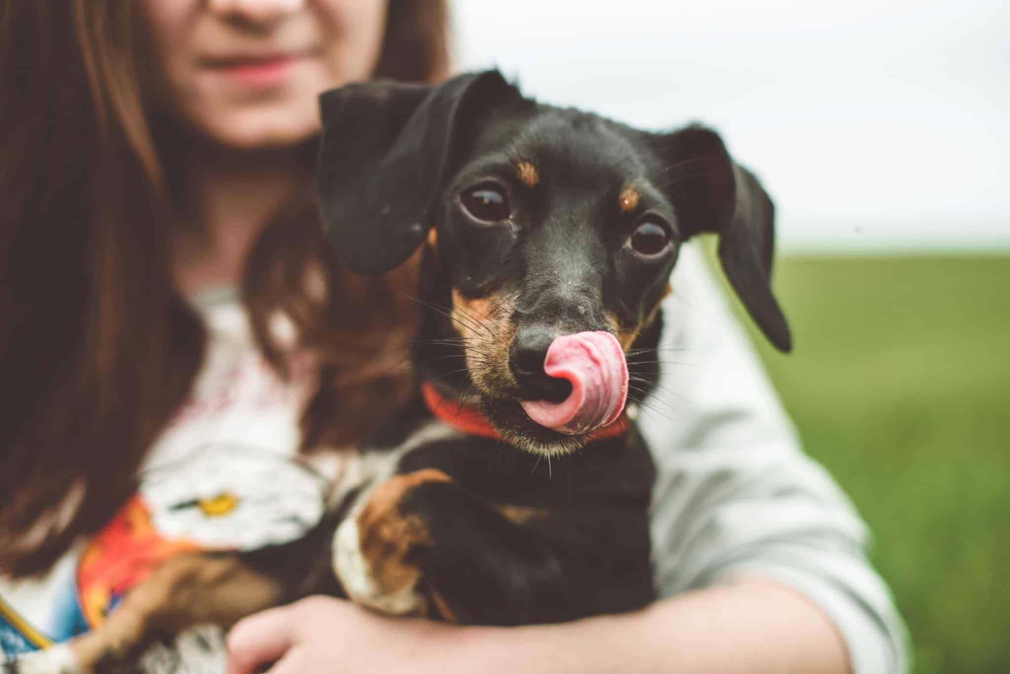 jovem mulher segura nos seus braços um cão pequeno, preto, que está com a língua de fora