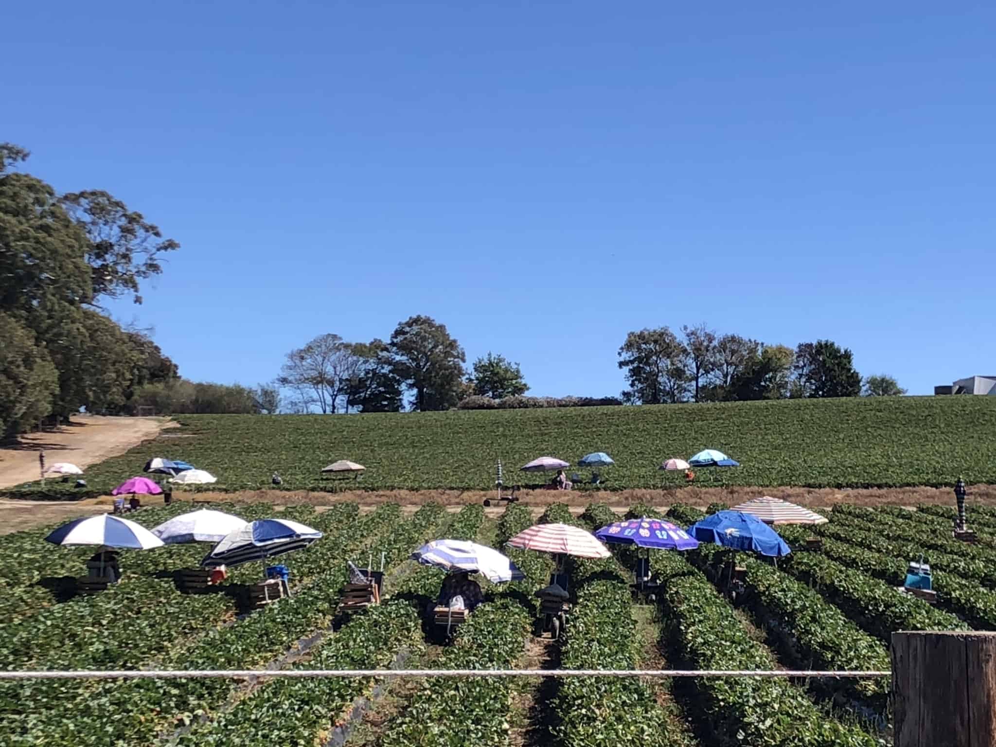 trabalhadores sazonais protegidos do sol por chapeus de praia , enquanto apanham morangos