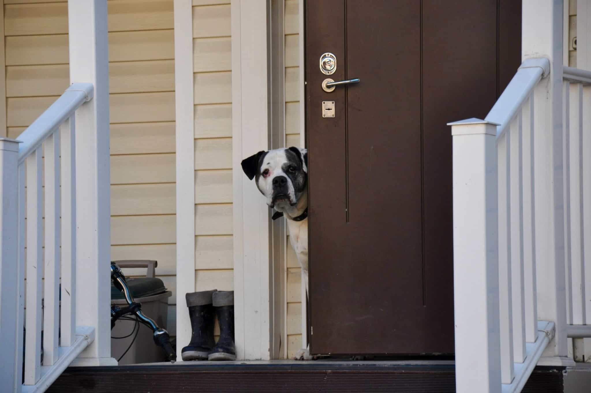 cão à porta e casa, como forma, entre tantas outras e mais relevantes, de proteger a nossa casa nas férias