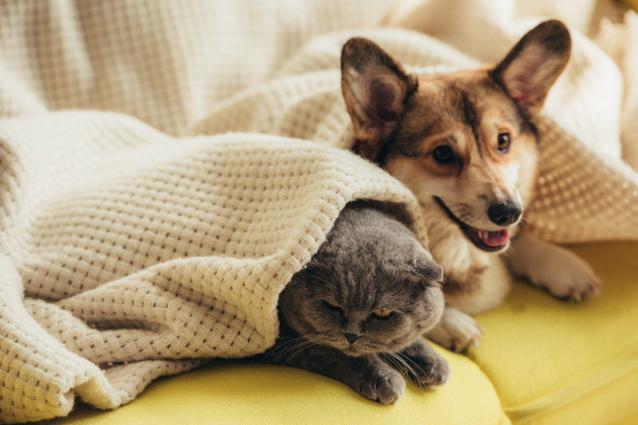 cão e gato tapados por uma manta quente , em cima do sofá, ilustram os cuidados e despesas de wquem tem animais de estimação