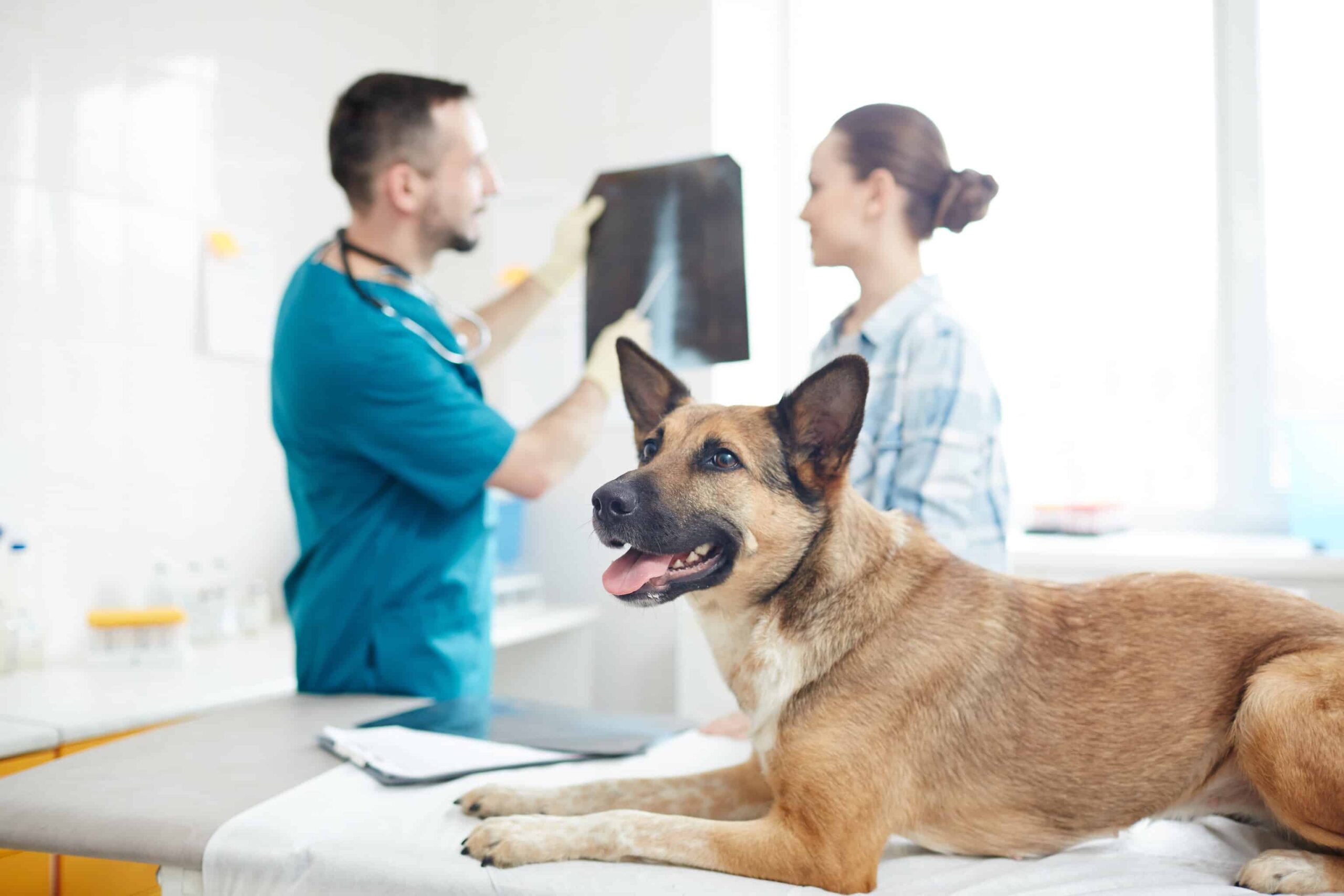 cão , de grande porte e castanho, descansa na marquesa, do veterinário que mostra à sua dona o raio x, numa despesa coberta pelo seguro para animais domésticos