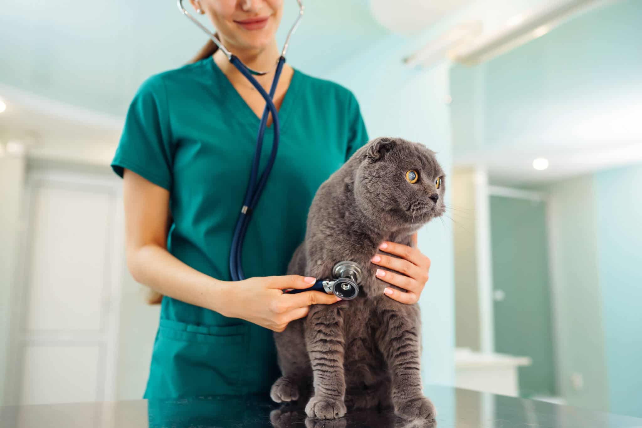 jovem médica veterinária osculta um gato prsa cinzento, numa das despesas com animais de estimação que podem ser alvo de poupança
